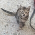3 Kardeşe yuva arıyoruz fotoğraf