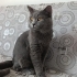 9 AYLIK SCOOTTİSH FOLD fotoğraf