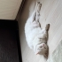 Ankara kedisi tanju fotoğraf
