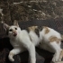 Bu güzel kıza yuva aranıyorr fotoğraf
