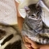 Annesiz yavru kedi fotoğraf