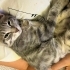 Annesiz yavru kedi fotoğraf
