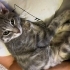 Annesiz yavru kedi fotoğraf