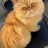 Leon Ömürlük Yuvasını Arıyor🧡 fotoğraf