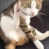 ÇOK ACİL KALICI YUVA ARIYORUZ fotoğraf