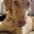 Ücretsiz Labrador Retriever, 1 yaş, kısır, aşılı, eğitimli fotoğraf