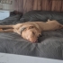Ücretsiz Labrador Retriever, 1 yaş, kısır, aşılı, eğitimli fotoğraf