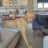 Ücretsiz Labrador Retriever, 1 yaş, kısır, aşılı, eğitimli fotoğraf