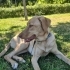 Ücretsiz Labrador Retriever, 1 yaş, kısır, aşılı, eğitimli fotoğraf
