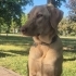 Ücretsiz Labrador Retriever, 1 yaş, kısır, aşılı, eğitimli fotoğraf