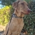 Ücretsiz Labrador Retriever, 1 yaş, kısır, aşılı, eğitimli fotoğraf