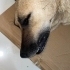 Acil yuva arıyoruzzz fotoğraf