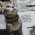 Nazlı İva mız Ailesini Arıyor fotoğraf
