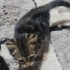 Nazlı İva mız Ailesini Arıyor fotoğraf