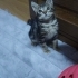 Nazlı İva mız Ailesini Arıyor fotoğraf