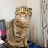 Ömürlük Yuvasını Arayan Can Dostum 🐾 fotoğraf