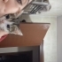 Sokaktan kurtardığım kediye yuva fotoğraf