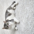 Uysal sakin akıllı bir kedi fotoğraf