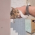 Bahçemizde Baktığımız 1-2 Aylık Annesiz Kedi fotoğraf
