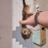 Bahçemizde Baktığımız 1-2 Aylık Annesiz Kedi fotoğraf