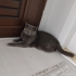 Çok tatlıdır uysaldir fotoğraf