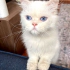 0534 216 08 72 CHINCHILLA CİNSİ 1 YAŞ KISIR İLK AŞILI KIZIM İNCİ fotoğraf
