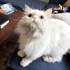 0534 216 08 72 CHINCHILLA CİNSİ 1 YAŞ KISIR İLK AŞILI KIZIM İNCİ fotoğraf