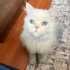 0534 216 08 72 CHINCHILLA CİNSİ 1 YAŞ KISIR İLK AŞILI KIZIM İNCİ fotoğraf