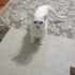 Astım hastalığından dolayı sahiplendirmemiz gerekli fotoğraf