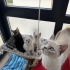 4 TANE 2 AYLIK YAVRU VE ANNE KEDİ fotoğraf