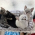 4 TANE 2 AYLIK YAVRU VE ANNE KEDİ fotoğraf