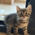 4 TANE 2 AYLIK YAVRU VE ANNE KEDİ fotoğraf