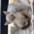 4 TANE 2 AYLIK YAVRU VE ANNE KEDİ fotoğraf