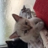 4 TANE 2 AYLIK YAVRU VE ANNE KEDİ fotoğraf