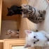 4 TANE 2 AYLIK YAVRU VE ANNE KEDİ fotoğraf