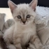 CİNS 4 TANE 2 AYLIK YAVRU VE ANNE KEDİ fotoğraf
