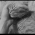 Cok uysal bir kedidir fotoğraf