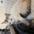 yavru dişi kedi kalıcı yuvasını arıyor fotoğraf