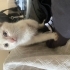 yavru dişi kedi kalıcı yuvasını arıyor fotoğraf
