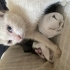 yavru dişi kedi kalıcı yuvasını arıyor fotoğraf