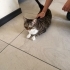 🐾 TEKİR’E ÖMÜRLÜK YUVA ARANIYOR – ANKARA 🐾 fotoğraf