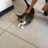 🐾 TEKİR’E ÖMÜRLÜK YUVA ARANIYOR – ANKARA 🐾 fotoğraf