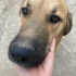 Ekmek Tam Bir Bahçe Köpeği fotoğraf