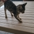 2 Aylık Gizmo🤎 Klinikte yuva bekliyor fotoğraf