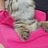 2 Aylık Gizmo🤎 Klinikte yuva bekliyor fotoğraf
