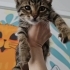 2 Aylık Gizmo🤎 Klinikte yuva bekliyor fotoğraf