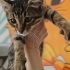 2 Aylık Gizmo🤎 Klinikte yuva bekliyor fotoğraf