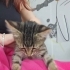 2 Aylık Gizmo🤎 Klinikte yuva bekliyor fotoğraf