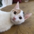 Yavru Kedi Nare Yuva Arıyor fotoğraf