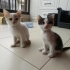 1,5-2 Aylık Churros&Çinko Klinikten💕 fotoğraf
